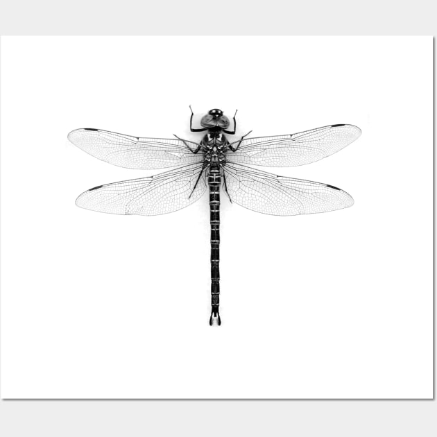 Dragonfly Wall Art by Vin Zzep